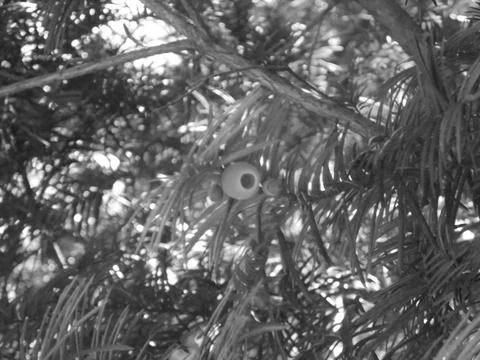Retro image - Blurred view of bright red fruit of poisonous yew tree taxus Stock Photos