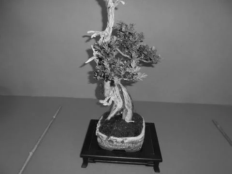 Retro image - Bonsai tree with small leaves looking damaged. Long trunk. Flora Stock Photos