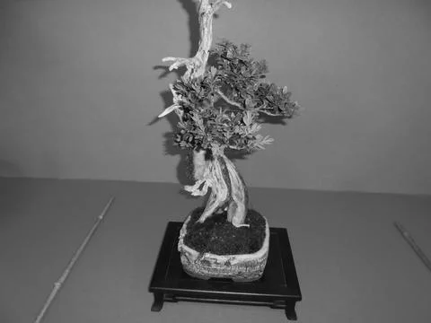 Retro image - Bonsai tree with small leaves looking damaged. Long trunk. Flora Foto stock