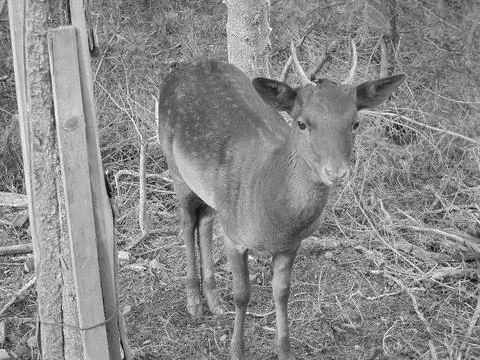 Retro image - Close view on fallow deer fawn in enclosure of village Bila, Stock Photos