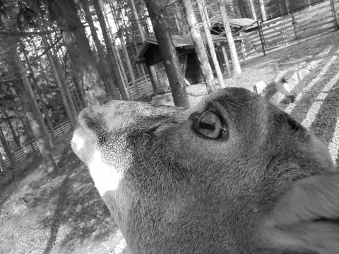 Retro image - Close view on head of curious female moufflon with beautiful eye. Stock Photos