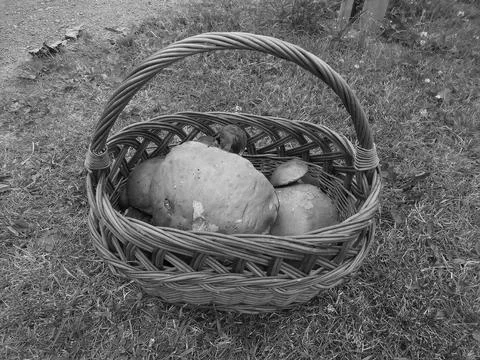 Retro image - Distant view on a basket full of giant leccinum mushrooms and Stock Photos