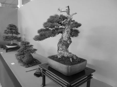 Retro image - Elderly bonsai pine tree with thick trunk growing from mossy Stock Photos