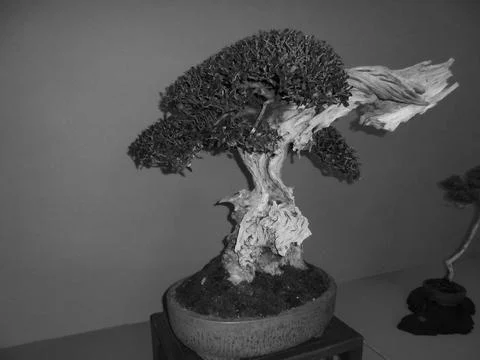 Retro image - Elderly bonsai tree with small dark green leaves and white thick Stock Photos