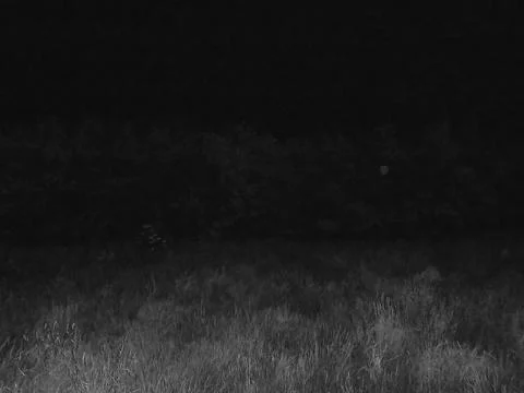 Retro image - Horror-like image of ghostly lighted meadow in night. Stock Photos