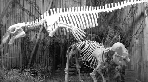 Retro image - Image of artificial statues of skeletons of extinct sea mammal Stock Photos