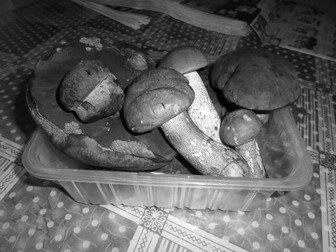 Retro image - Several picked large mushrooms placed in a plastic box Foto stock