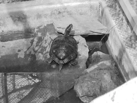 Retro image - Small turtle of unknown species lying on a stone and sunbathing in Stock Photos