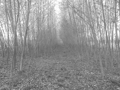 Retro image - Spring scene of forest path between two lines of young broadleaf Foto stock