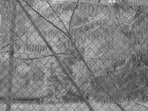 Retro image - Trees with colored feather leaves behind fence in a beautiful Foto stock