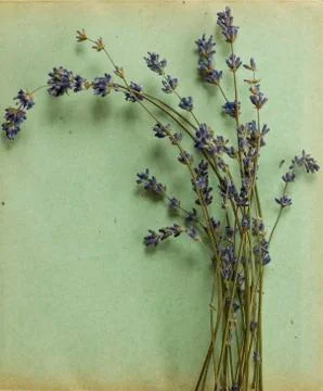 Retro lavender postcard Stock Photos