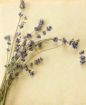 Retro lavender postcard Stock Photos