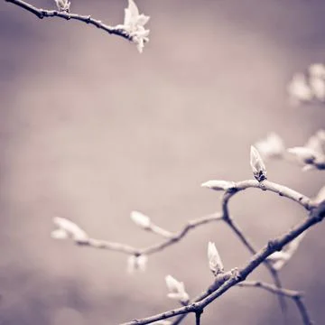 Retro spring background. Stock Photos