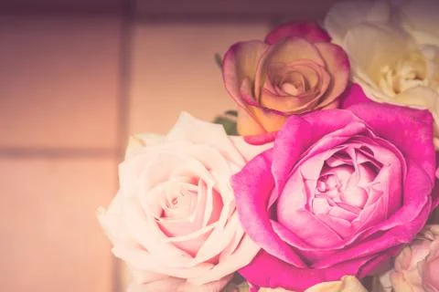 Retro style background with multi colored roses Stock Photos