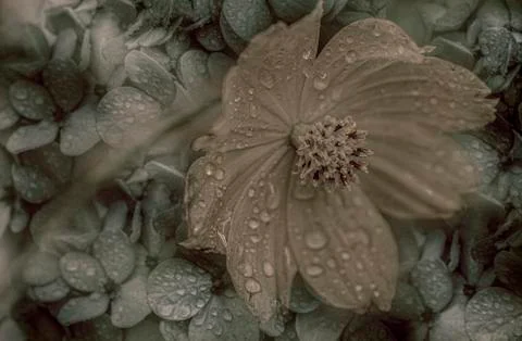Retro style flower(close up) Stock Photos