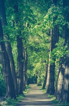 Retro Style Forest Path Stock Photos