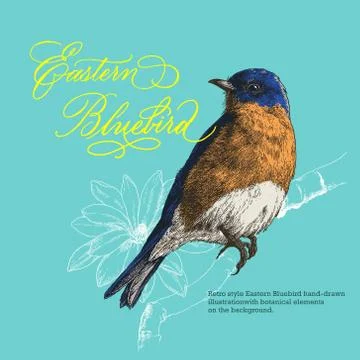 Retro style hand-drawn Eastern Bluebird vector illustration with botanical decor Stock Illustration