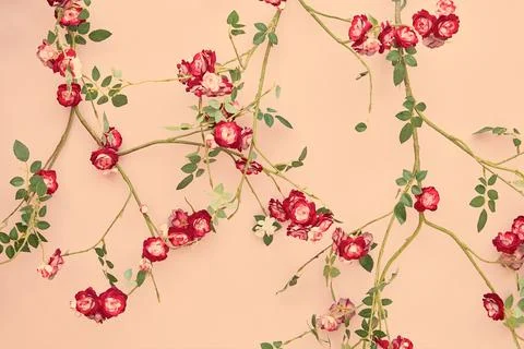 Retro styled background of blooming rose flowers growing against a pink wall Stock Photos