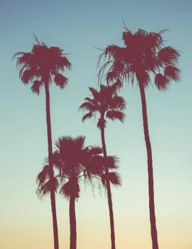 Retro Sunset Palms Stock-Fotos