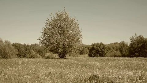 Retro video - a tree in the meadow and a small forest in the background Stock Footage 108775121