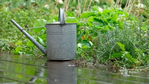 Retro watering can in the garden in rain Stock Footage