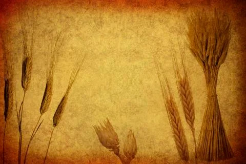 Retro wheat ears. 스톡 사진