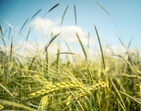 Retro Wheat Field Stock-Fotos