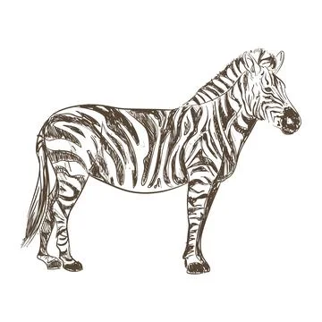 Retro zebra design Stock Illustration