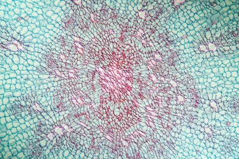 Rettich Stock Photos