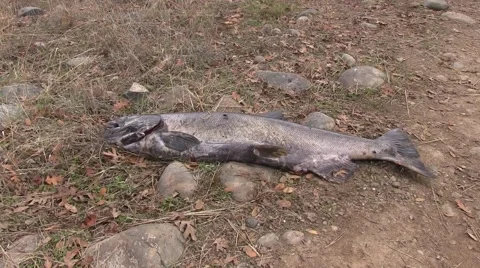 Return to the earth Stock Footage 44170376