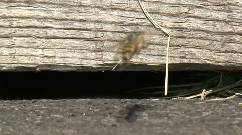 Return from hunting wasp 스톡 동영상 10825365