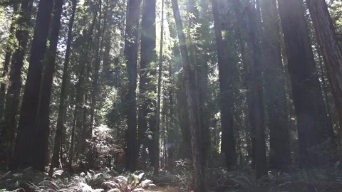 Like Return of the Jedi forest --Giant Trees in California Light Shining Through Stock Footage 82877246