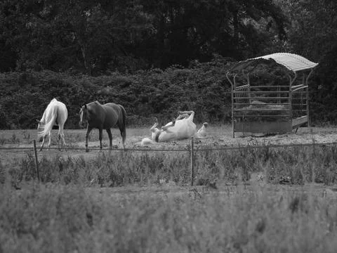 Return to paddock Foto stock