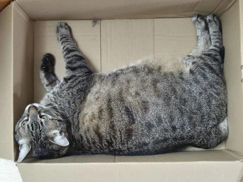 Return to sender - A cat lies in a box Stock Photos