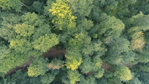 Return of sheep from pasture, aerial view Stock Footage 123654465