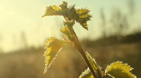 Return spring cold weather: frost on green leaf Video stock 46022739