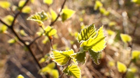 Return spring cold weather: frost on green leaf Vídeo Stock 46024244
