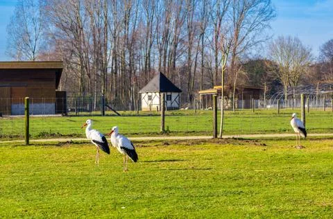 The return of the storks Stock Photos