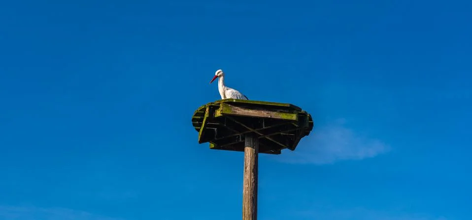 The return of the storks Stock Photos