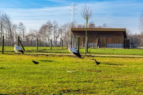 The return of the storks Stock Photos