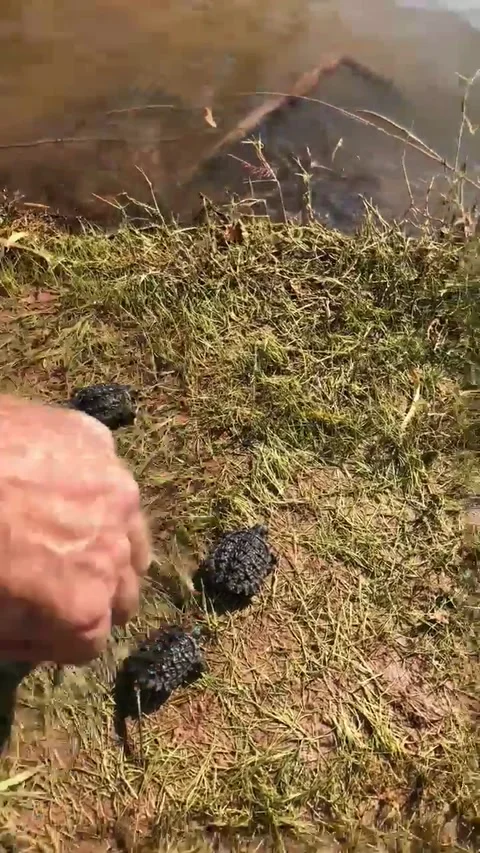 Returning 60 Snapping Turtle Hatchlings to the Wild, Oklahoma City, Oklahoma, US Stock Footage 205243114