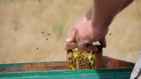 Returning the Honeycomb Frame to the Hive Video stock 134944264