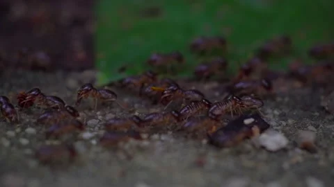 Returning the number to the nest Stock Footage 132598132