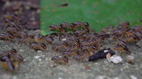 Returning the number to the nest Stock Footage 132598314