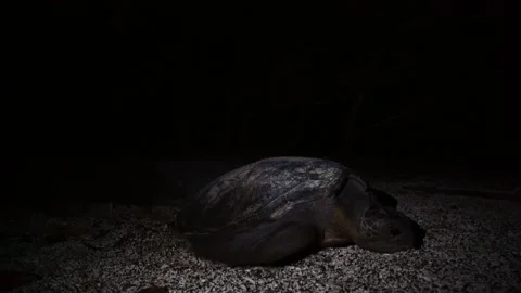 Returning to the Sea After Laying Eggs: The Green Sea Turtle of Ogasawara Stock Footage 332766539