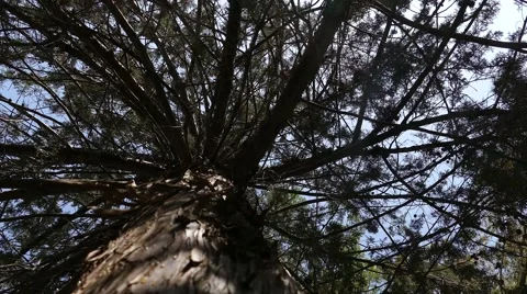 Returning from the tree 4k Stock Footage 41852061