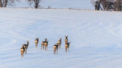 Returning wild herd of roe deer on a snow-covered field. 스톡 사진