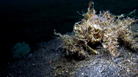 Retusa decorator crab (Camposcia retusa) professionally camouflaged crab, Vidéo 90670847