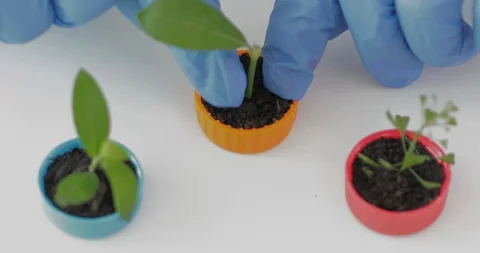 Reuse plastic bottle cups to seeding plant. Recycling plastic concept. Stock Footage 129720909