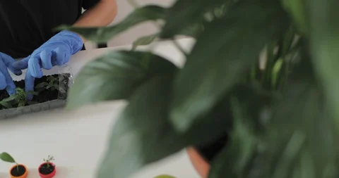 Reuse plastic bottle to seeding plant. Recycling plastic concept. Stock Footage 129718422